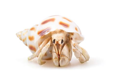 Types of Hermit Crabs - Learn About Nature