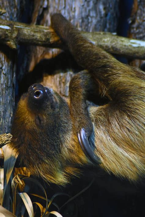 Sloth Animal Sleeping on a Tree Trunk Stock Photo - Image of hanging, sleep: 144477578