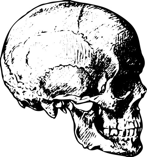 Human Skull Free Stock Photo - Public Domain Pictures