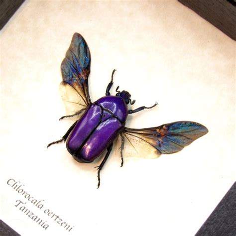 Real Purple Flower Beetle Framed Taxidermy Chlorocala | Etsy