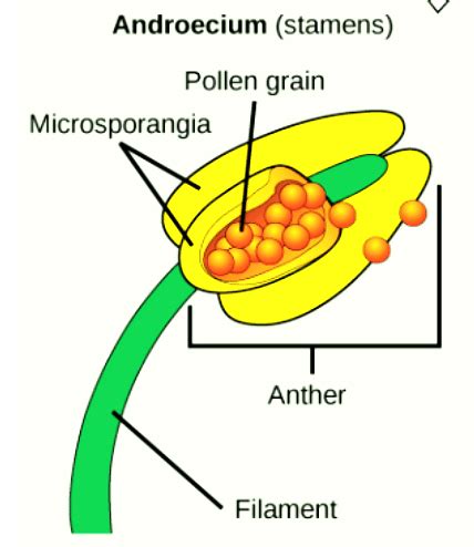 Androecium: Definition, Components and Types