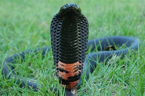 Evolutionary study unravels mystery of how cobras evolved their flesh ...