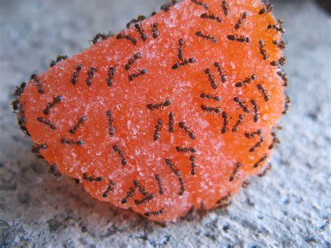 File:Ants on candy.jpg - Wikimedia Commons