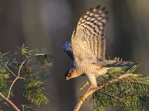 Sparrowhawk Hunting (Behaviour, Prey, Techniques + FAQs) | Birdfact