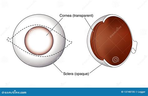 Cornea And Sclera Of The Eye Royalty Free Stock Photo - Image: 13748735