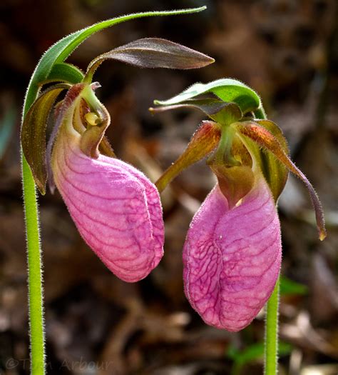 The Ohio Nature Blog: Pink Lady Slipper