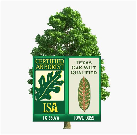 Certified Arborist Logo - Certified Arborist, HD Png Download - kindpng