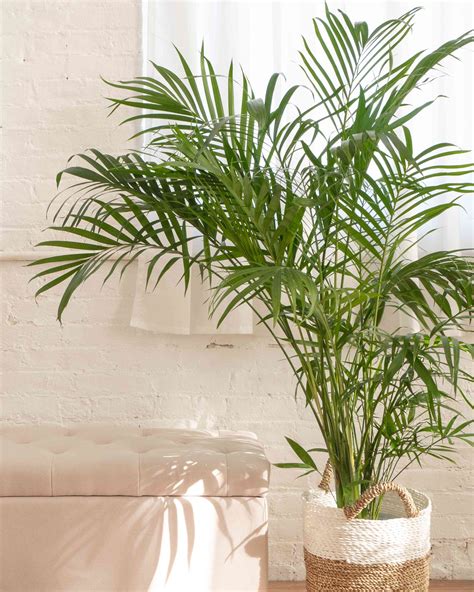 8 Types of Palm Plants to Grow Indoors