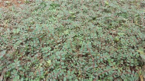 Spurge Weed Identification [How to Kill Spurge in Your Lawn]