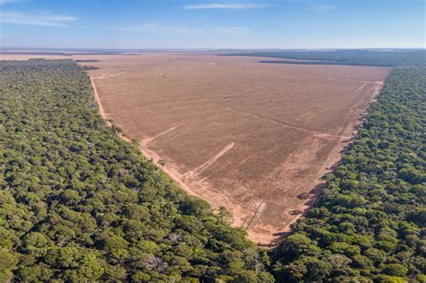 How to tackle the global deforestation crisis | MIT News | Massachusetts Institute of Technology