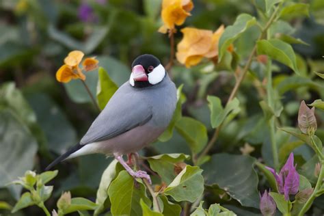 Birdwatching Tours To Do | Activities on Big Island Hawaii