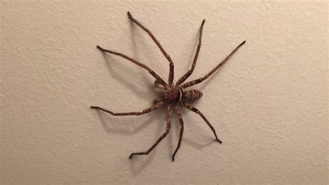 Baby Huntsman Spider - Huntsman Spider Baby Huntsman Spider In Landsborough Qld Law180 Flickr ...