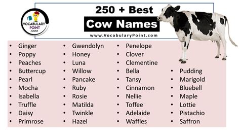 250 + Best Cow Names (Cute, Funny& Unique) - Vocabulary Point