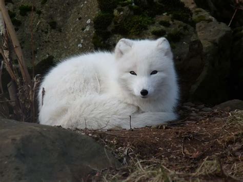 Arctic Fox Adaptations | Habitat and Behavior - All Things Foxes