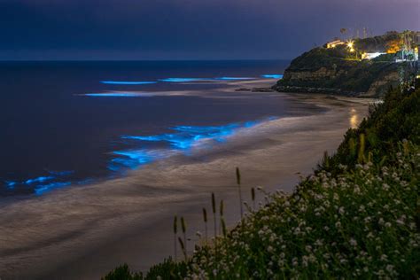 Bioluminescent Waves at California Beaches