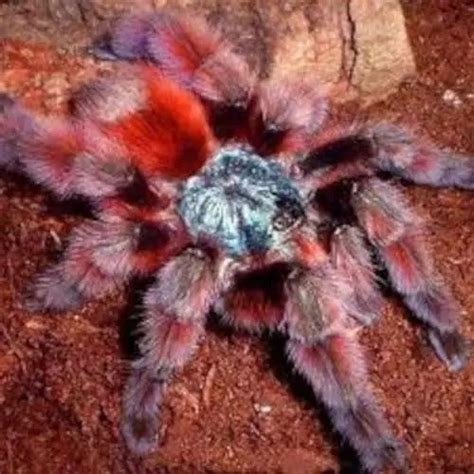 Antilles Pink Toe Tarantula - Caribena versicolor - Reptile Range