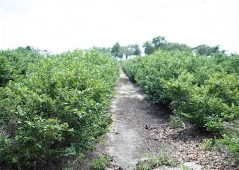 Blueberry plant spacing 🌱 ↔️ 🌱 Getting the distance right for fruitful growth