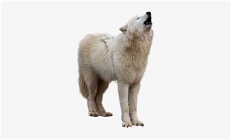 Wolf - White Wolf Howling Png Transparent PNG - 323x446 - Free Download on NicePNG