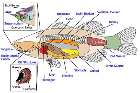 The Anatomy of Fish