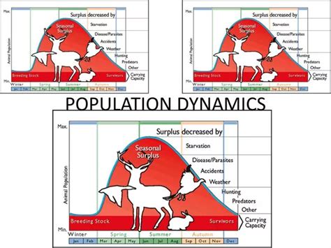 PPT - POPULATION DYNAMICS PowerPoint Presentation, free download - ID ...