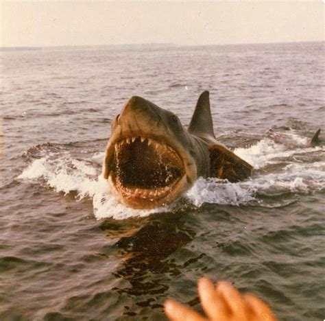 Color Photos from the Filming of Jaws on Katama Bay, Martha's Vineyard in 1974 | Jaws movie ...