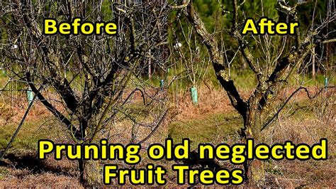 Pruning A Plum Tree Diagram Pruning Fruit Trees: A Simple Gu