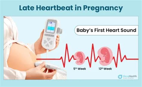 How Late can Baby's Heartbeat Start in Pregnancy?