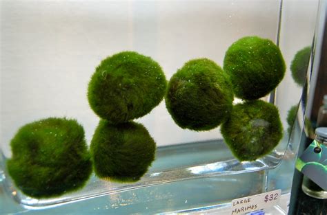 Marimo | The Palm Room