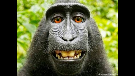 Lets Watch That Monkey Smile - YouTube