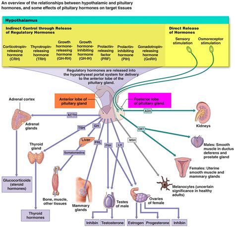 Endocrine System Hormones And Functions