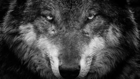 Wolf Face Wallpapers - Top Free Wolf Face Backgrounds - WallpaperAccess