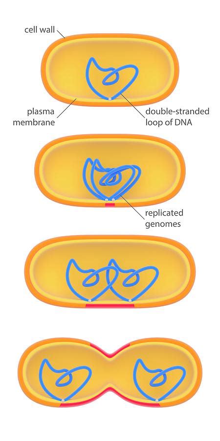 Bacterial Cell Division Photograph by Science Photo Library