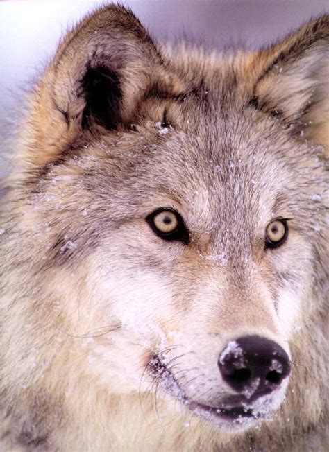 Gray Wolf - Wolves Photo (915949) - Fanpop