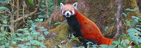 Sikkim Wildlife : National Parks & Wildlife Sanctuary in Sikkim