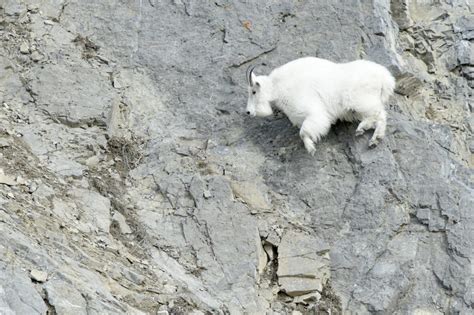 Mountain Goat - NDOW