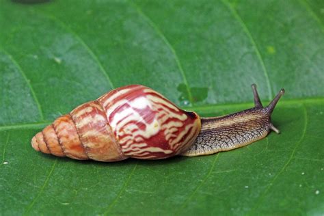 Achatina fulica is the largest species of Land Snail in the world. Its ability to digest a huge ...