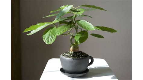 Avocado Bonsai Tree