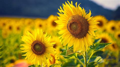 Field of Sunflowers Wallpaper - WallpaperSafari