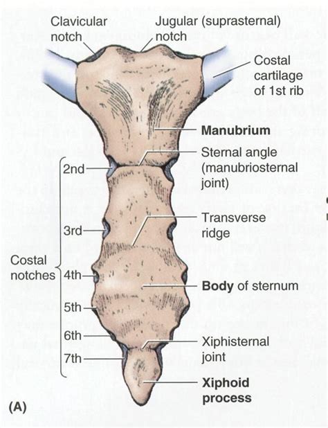 Anterior View of the Sternum anatomy image … | Medical anatomy, Anatomy, Basic anatomy and ...