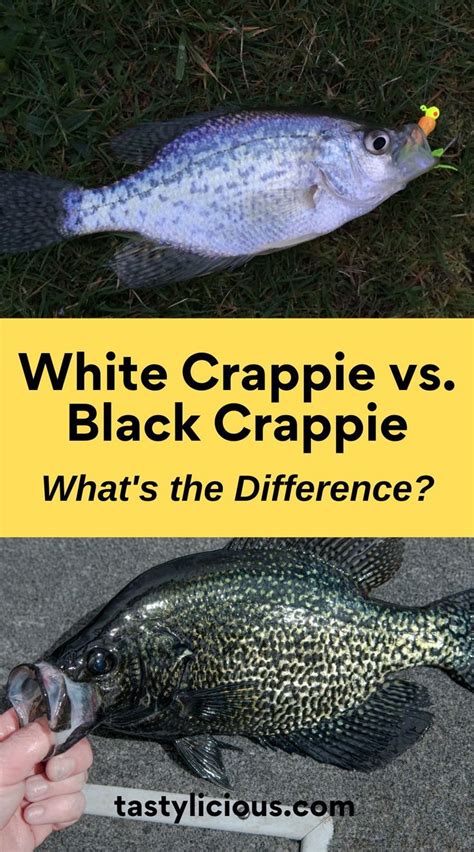 White Crappie vs. Black Crappie: All Their Differences | Tastylicious! in 2023 | Crappie recipe ...