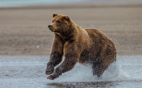 🔥 [130+] Grizzly Bear HD Wallpapers | WallpaperSafari