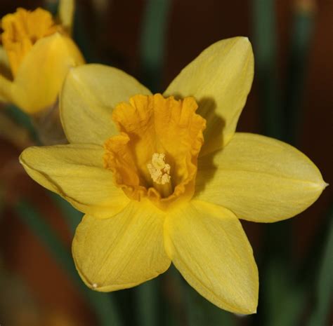 Yellow Narcissus Free Photo Download | FreeImages