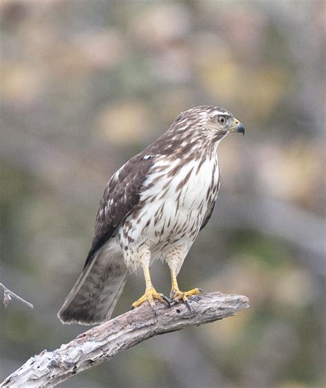 Hawk - Florida Keys - Identification | BirdForum