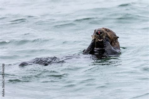 View Of Sea Otter Swimming In Sea Stock Photo | Adobe Stock