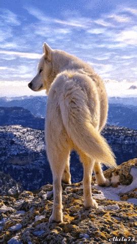 Wolf GIF - Find & Share on GIPHY