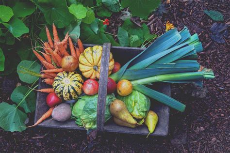 Seasonal Gardening Guide: Fall Vegetables to Plant - Gardener Gnome