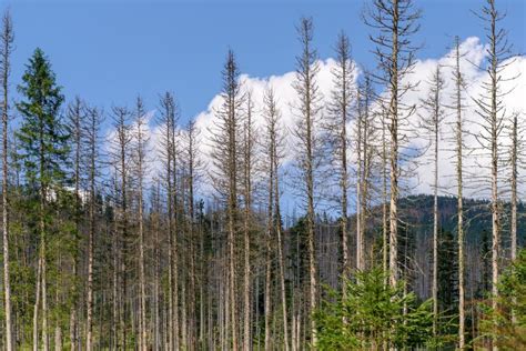 Damage on Tree after the European Spruce Bark Beetle Ips Typographus. European Spruce Bark ...