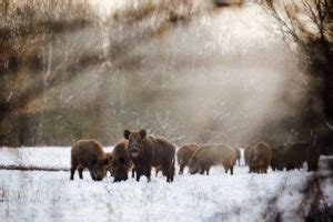 Wild Hog Hunting Tips: Where To Shoot Them | Outdoor Warrior