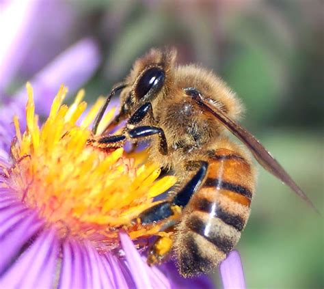 Honey Bee Species: Basic Information For Beginners