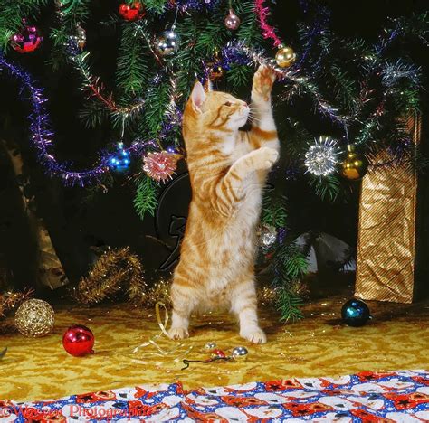 Funny Playing Cat In Front Of Christmas Tree Decoration Sets